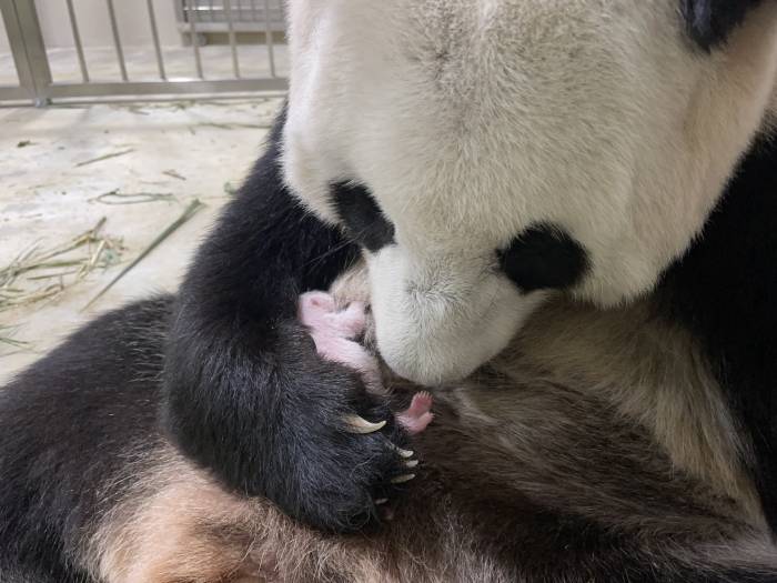 Jia Jia and cub on 19 August 2021. Image credit to Wildlife Reserves Singapore (1)