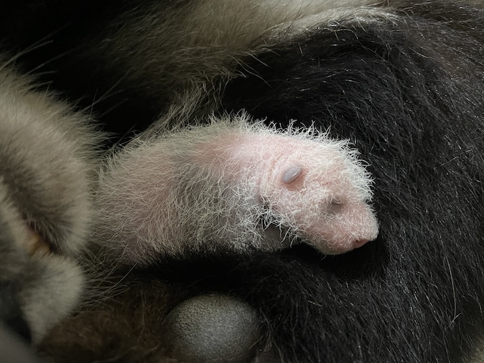 Panda cub at Day 10 (23 Aug 2021). Image credit to Wildlife Reserves Singapore