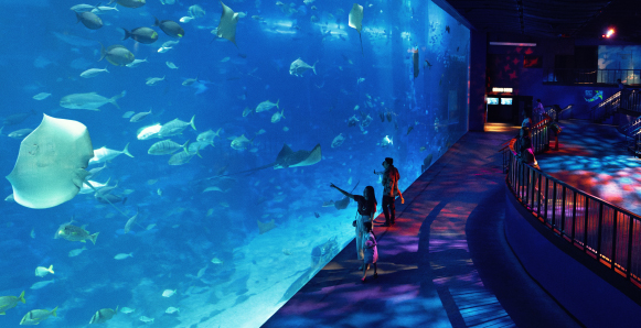 activities-sentosa-staycation-SEA-Aquarium
