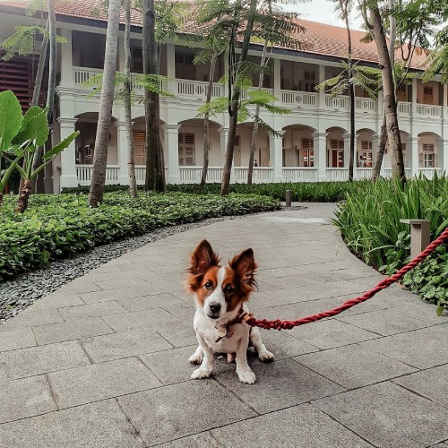 capella singapore walkway and dog
