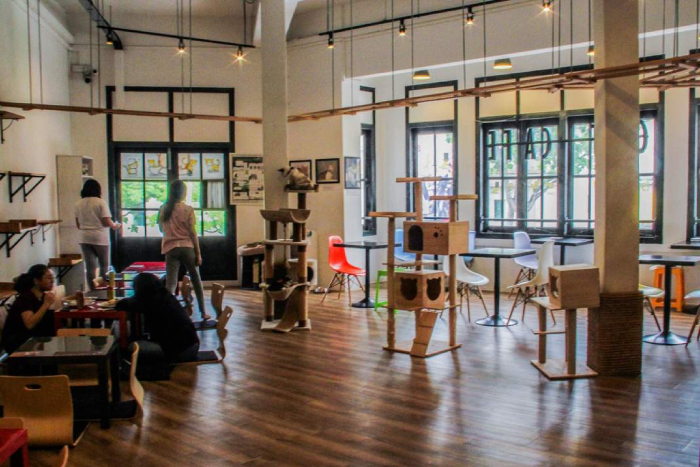 cat cafes singapore (1)
