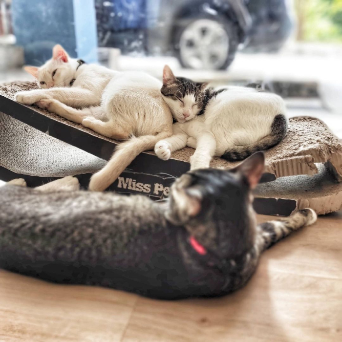 cat cafes singapore - cat cafe rail mall