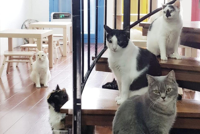 cat cafes singapore - catopia (1)
