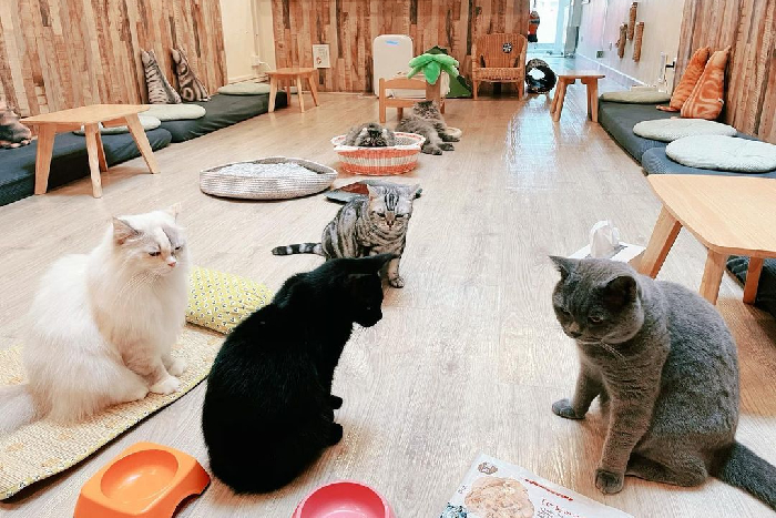 cat cafes singapore - meomi cat cafe