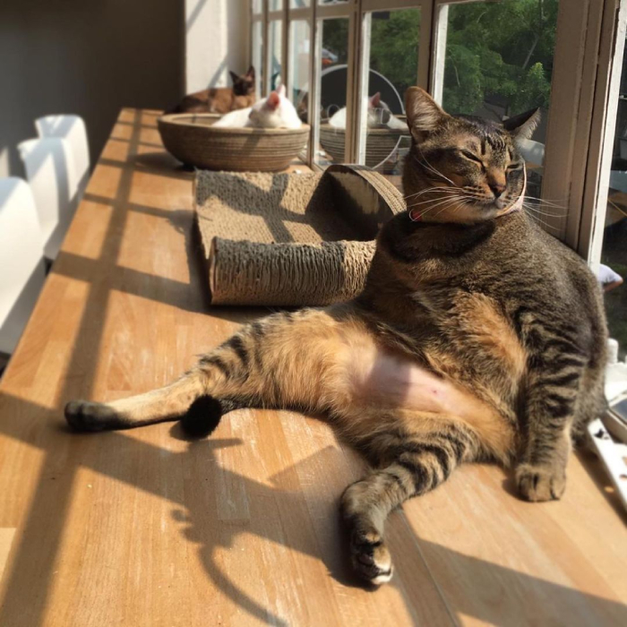 cat cafes singapore - neko no niwa (1)