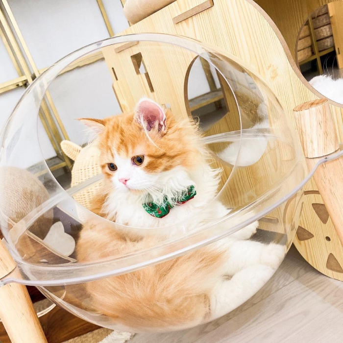 cat cafes singapore - paws claws petstore