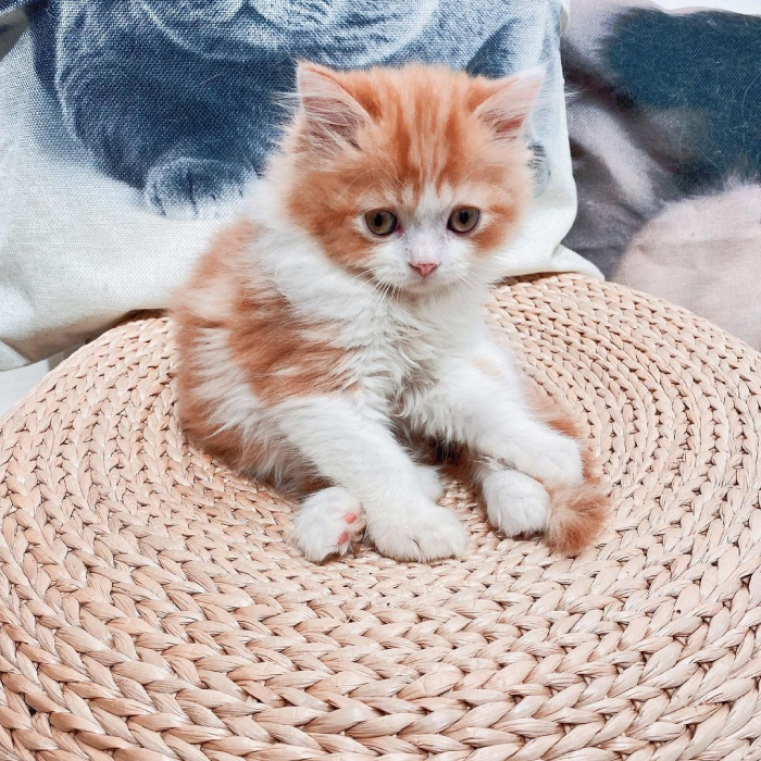 cat cafes singapore - paws claws