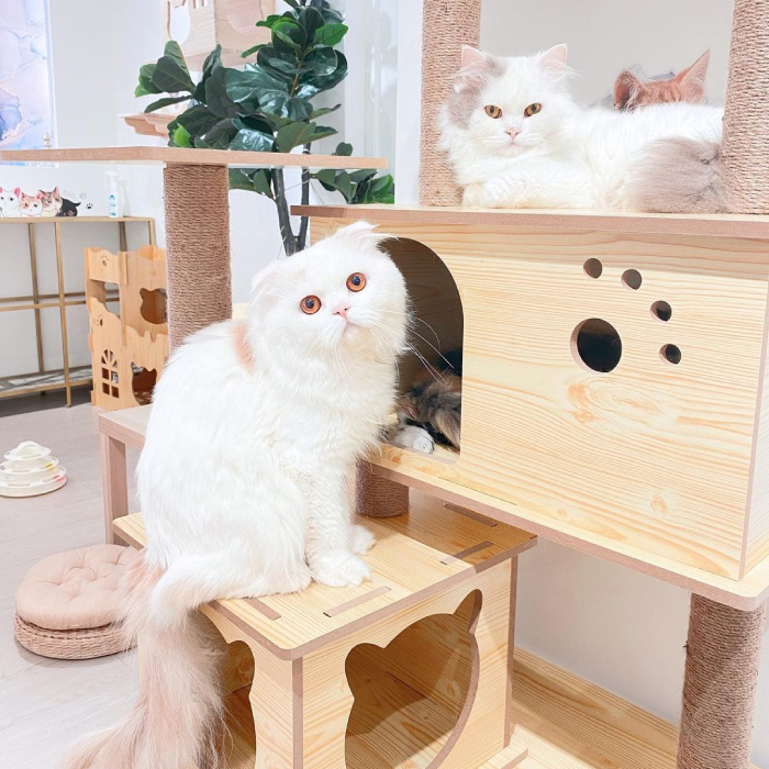 cat cafes singapore - ragamuffins