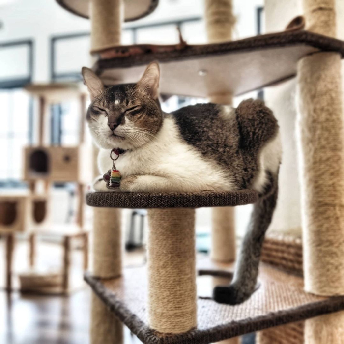 cat cafes singapore - the cat cafe bugis (1)