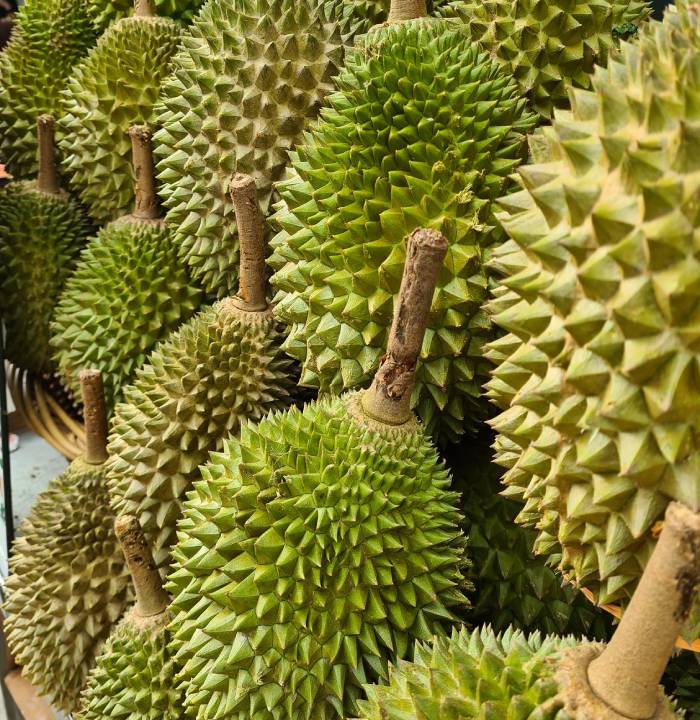 combat durians