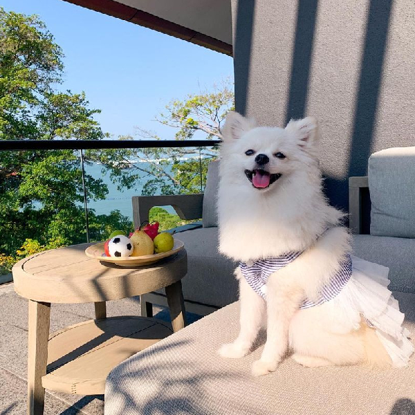 doggie treats and toys
