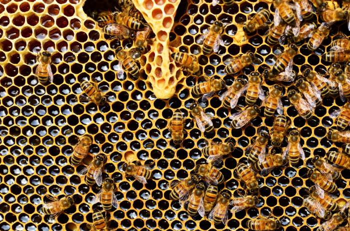 bees in hives that produce high quality manuka honey 