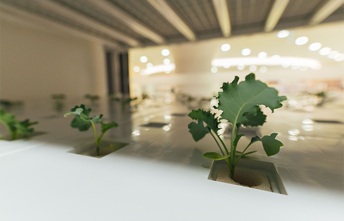 hydroponics-showcase-cck-library