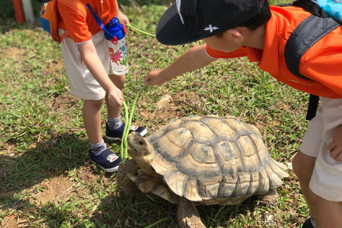 june holiday kids activities singapore - turtle