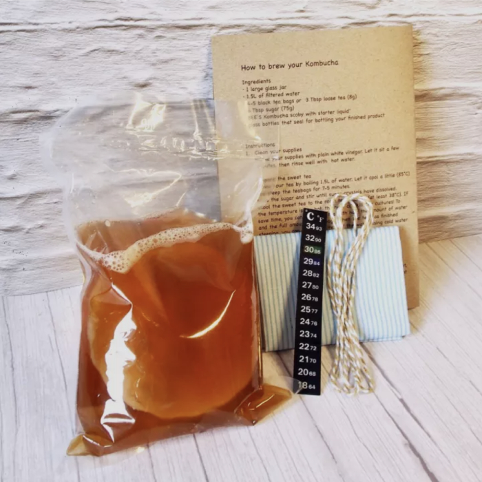 kombucha scoby