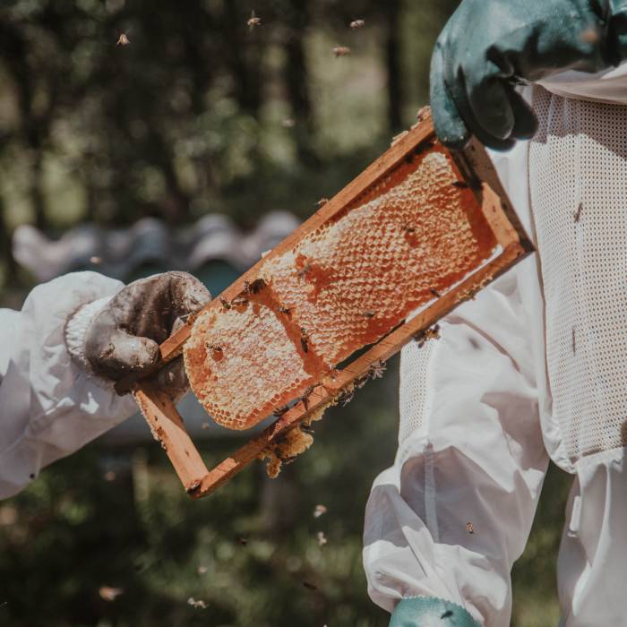 manuka honey new zealand