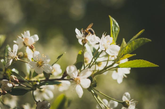 monofloral manuka honey