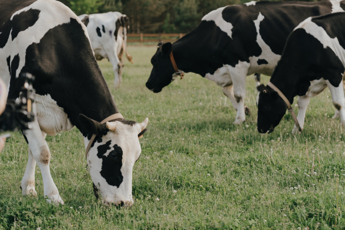 oat milks singapore - environment