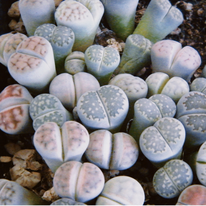 punny valentine's day gifts - lithops succulents