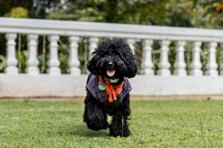 romantic restaurants singapore the alkaff mansion fur friends