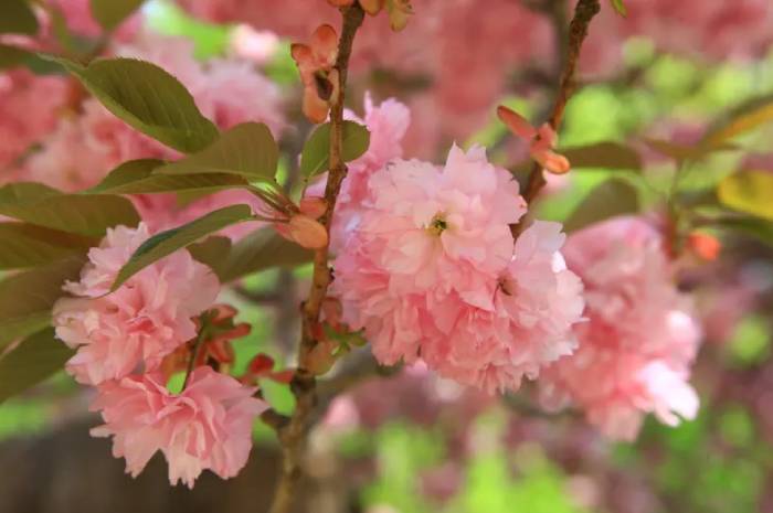 seoul king cherry blossoms