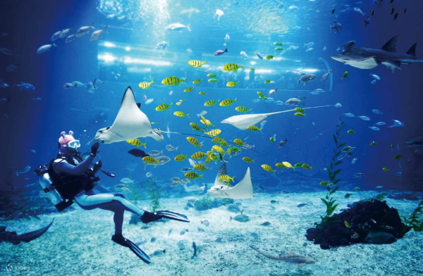 things to do in jeju - aqua planet