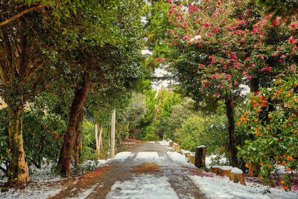 things to do in jeju - dongbaek forest