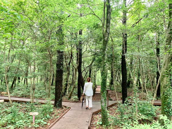 things to do in jeju - seogwipo healing forest