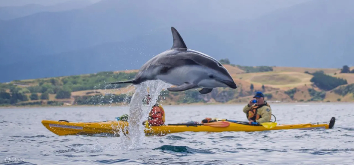 things to do in new zealand (16)