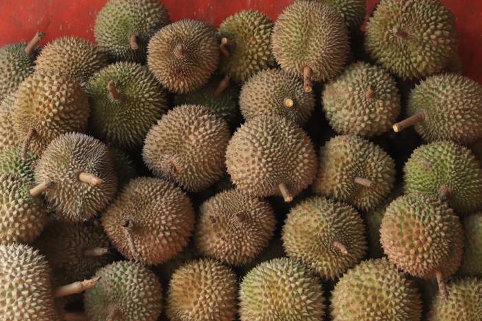 types of durians