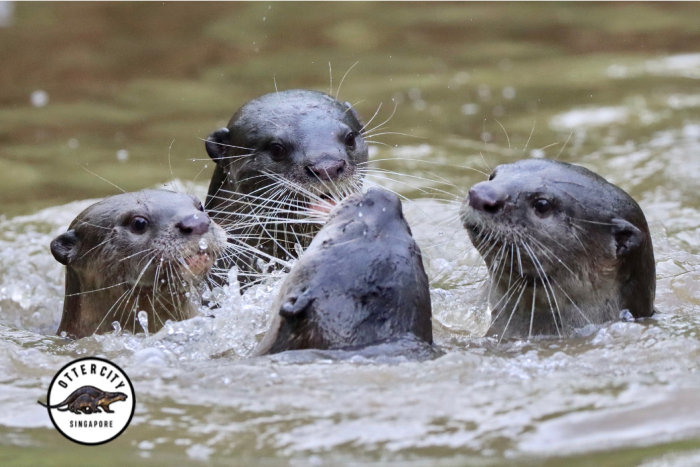 world otter day singapore - (2)