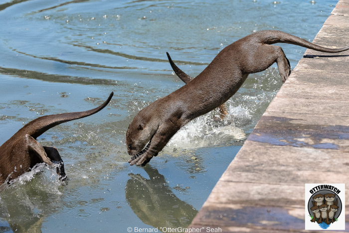 world otter day singapore - (3)