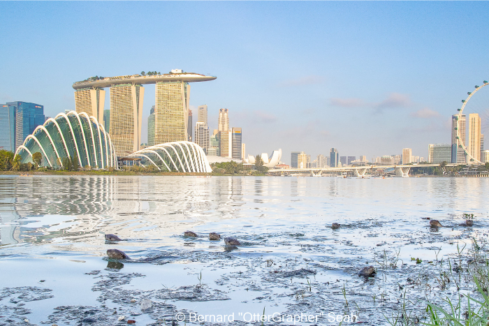 world otter day singapore - (4)