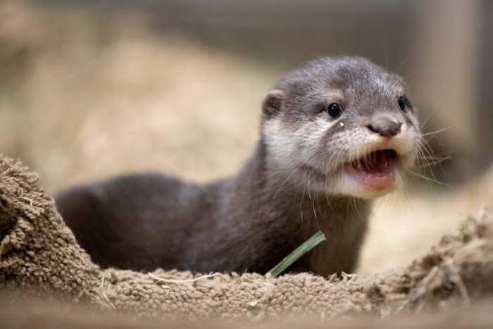 world otter day singapore - (5)