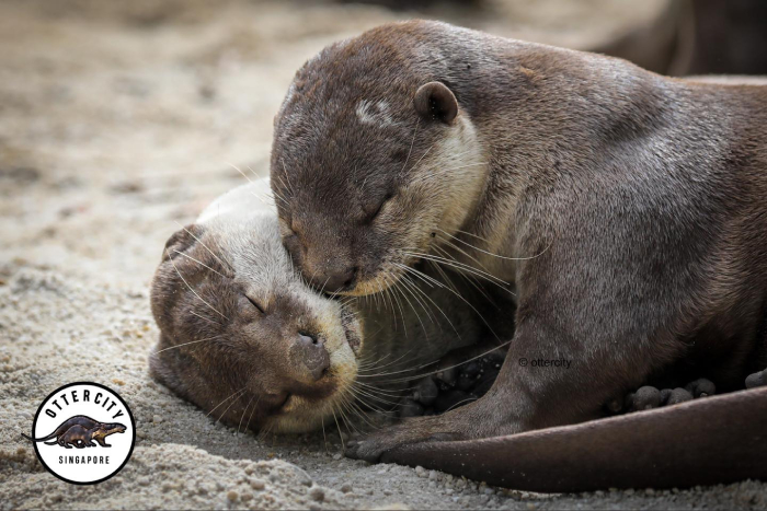 world otter day singapore - (7)
